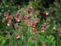 Les fleurs de Bach pour votre chien