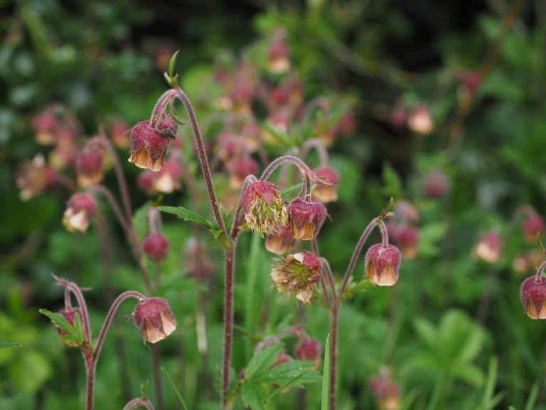 Les fleurs de Bach pour votre chien