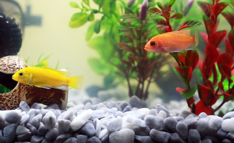 Comment bien choisir son chauffage d’aquarium?